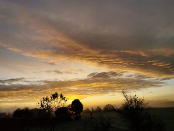 Low angle view of silhouette trees against orange sky