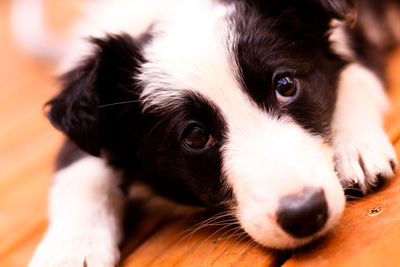 Close-up portrait of dog