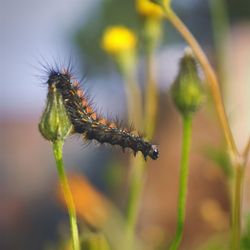 Close-up of insect on plant