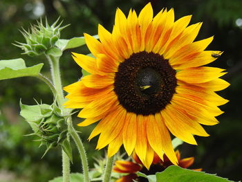 Close-up of sunflower blooming outdoors