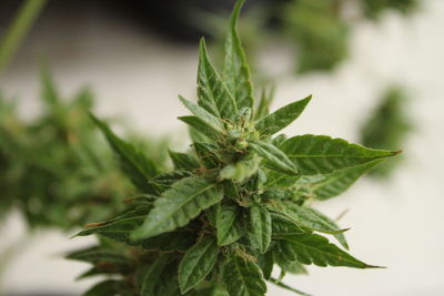 Close-up of plant cannabis