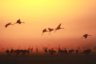 Silhouette birds perching and flying on field against orange sky