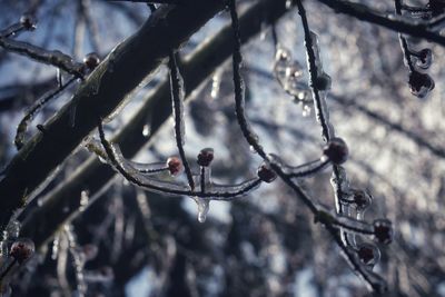 Close-up of bare tree branches during winter