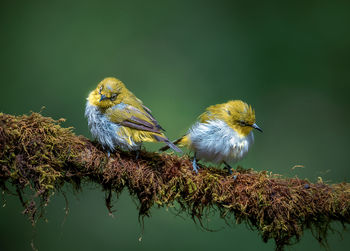 Close-up of birds perching on branch