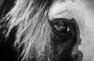 Close-up of a dog