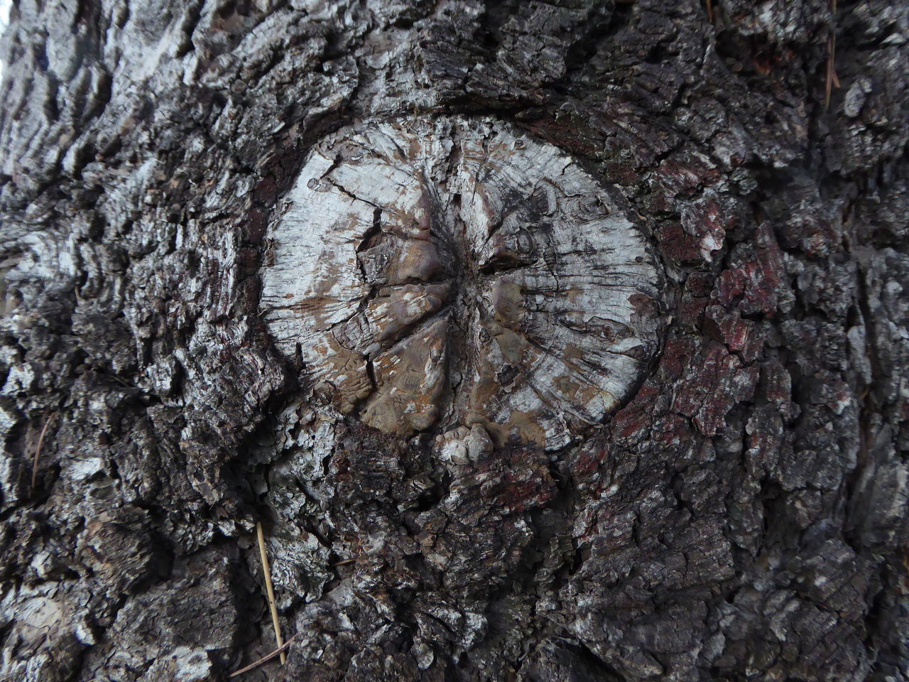 FULL FRAME SHOT OF TREES