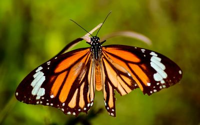 Close-up of butterfly on leaf