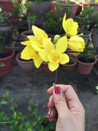 Close-up of hand holding yellow flowering plant