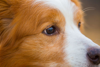 Close-up of a dog looking away