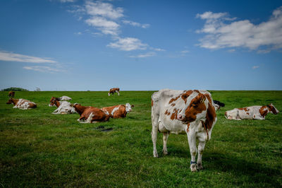 Cows in a field