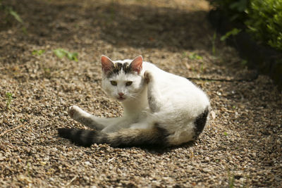 Cat sitting outdoors