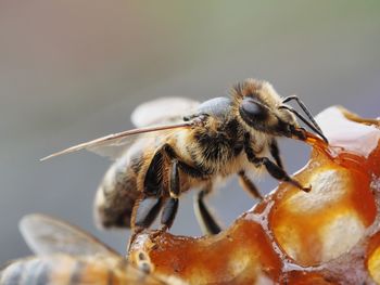 Close-up of honey bee on honeycomb.