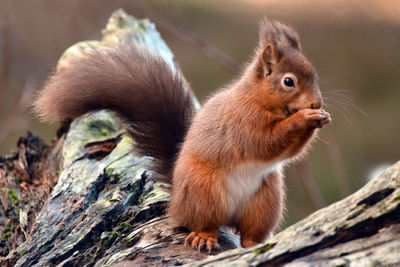 Close-up of red squirrel on tree