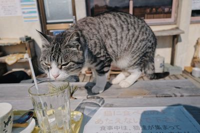 Cat lying on table