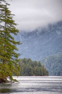 Scenic view of forest against sky