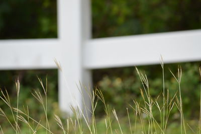 Close up of grass