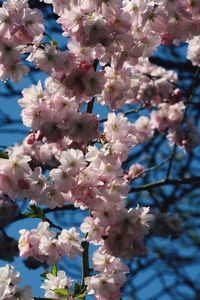 Pink flowers blooming on tree