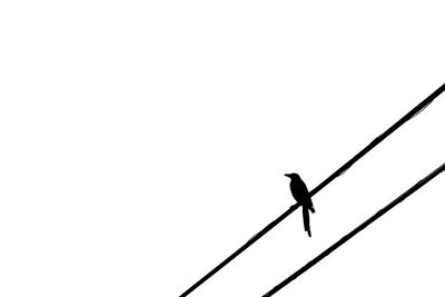 Low angle view of silhouette bird perching on cable against clear sky