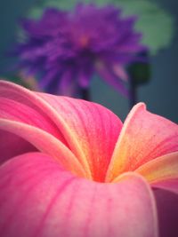 Close-up of pink flower