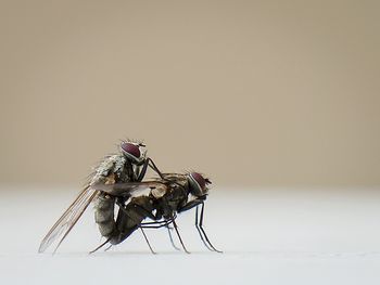 Flies mating