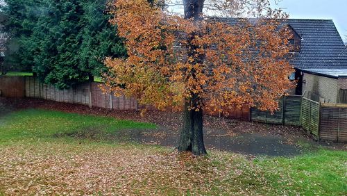 Trees growing on field by house during autumn