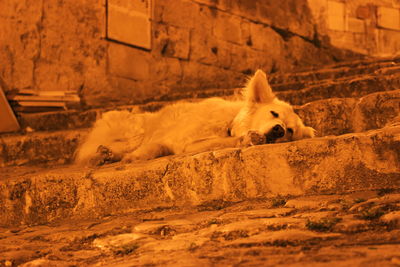 Close-up of dog lying down