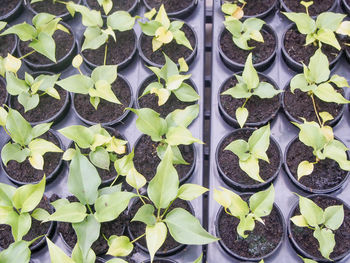 Full frame shot of potted plants