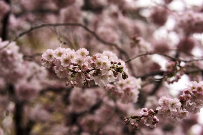 Close-up of pink cherry blossom tree