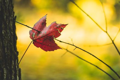 Close-up of dry maple leaves on tree