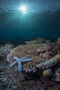 Close-up of starfish underwater