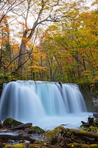 Choshi otaki falls oirase stream, beautiful fall foliage scene autumn colors. forest, aomori, japan