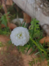 Close-up of white rose in field