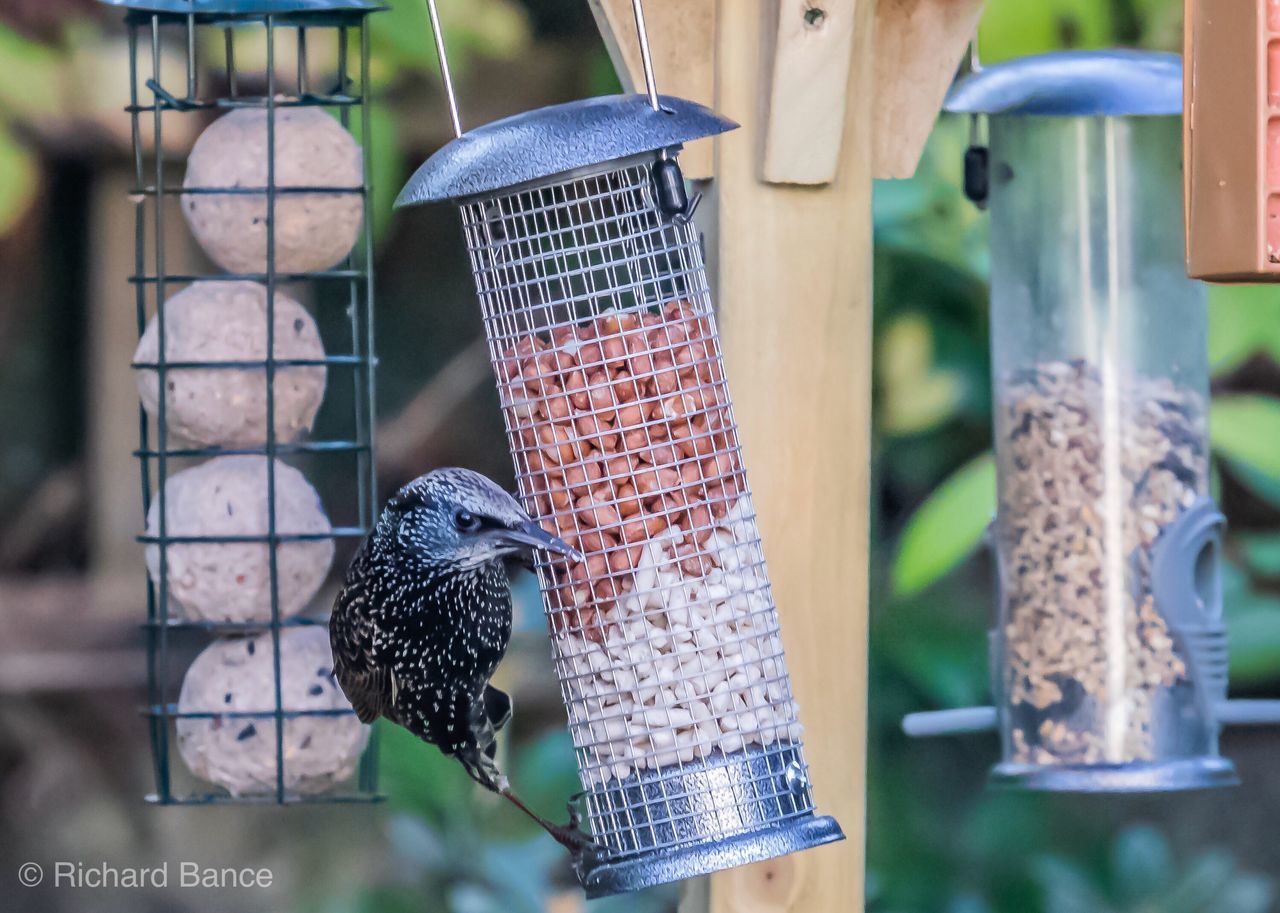 CLOSE-UP OF BIRD PERCHING ON FEEDER IN A PARK