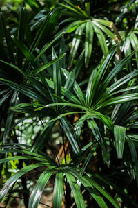 Full frame shot of plants