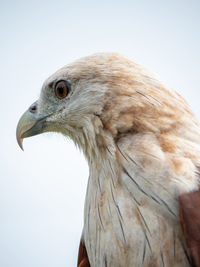 Close-up of eagle against white background