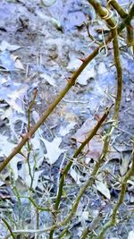 Close-up of plants in water