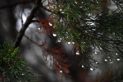 Low angle view of raindrops on pine tree