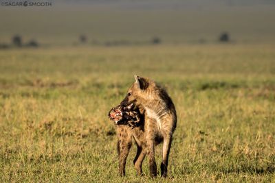 Hyena carrying meat in mouth