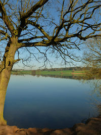 Reflection of tree in lake against sky