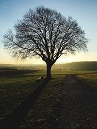 Bare trees on field against sky