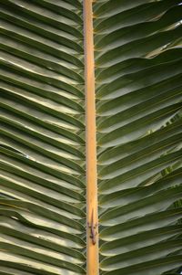 Full frame shot of palm leaves