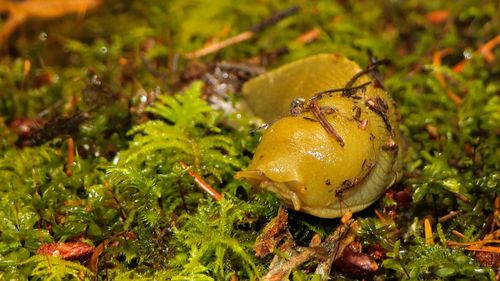 Close-up of crab on wet land