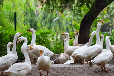 Close up white ducks inside lodhi garden delhi india, see the details and expressions of ducks