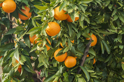 Orange tree with oranges