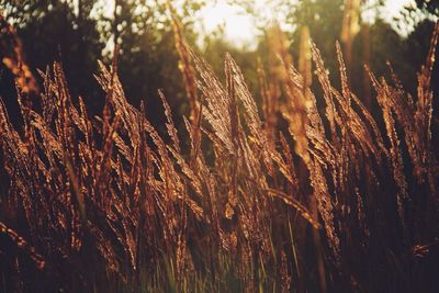 Close-up of wheat plants on field