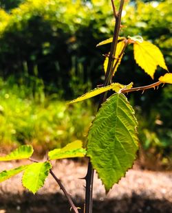 Close-up of fresh green leaves on branch