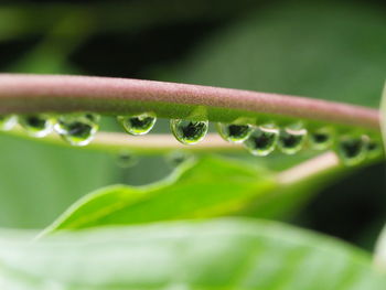 Close-up of water drops on stem