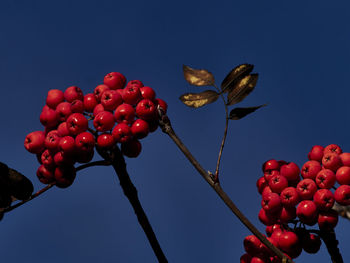 Low angle view of red berries against blue sky