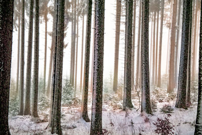 Pine trees in forest during winter