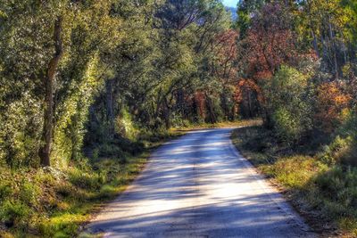 Road passing through forest